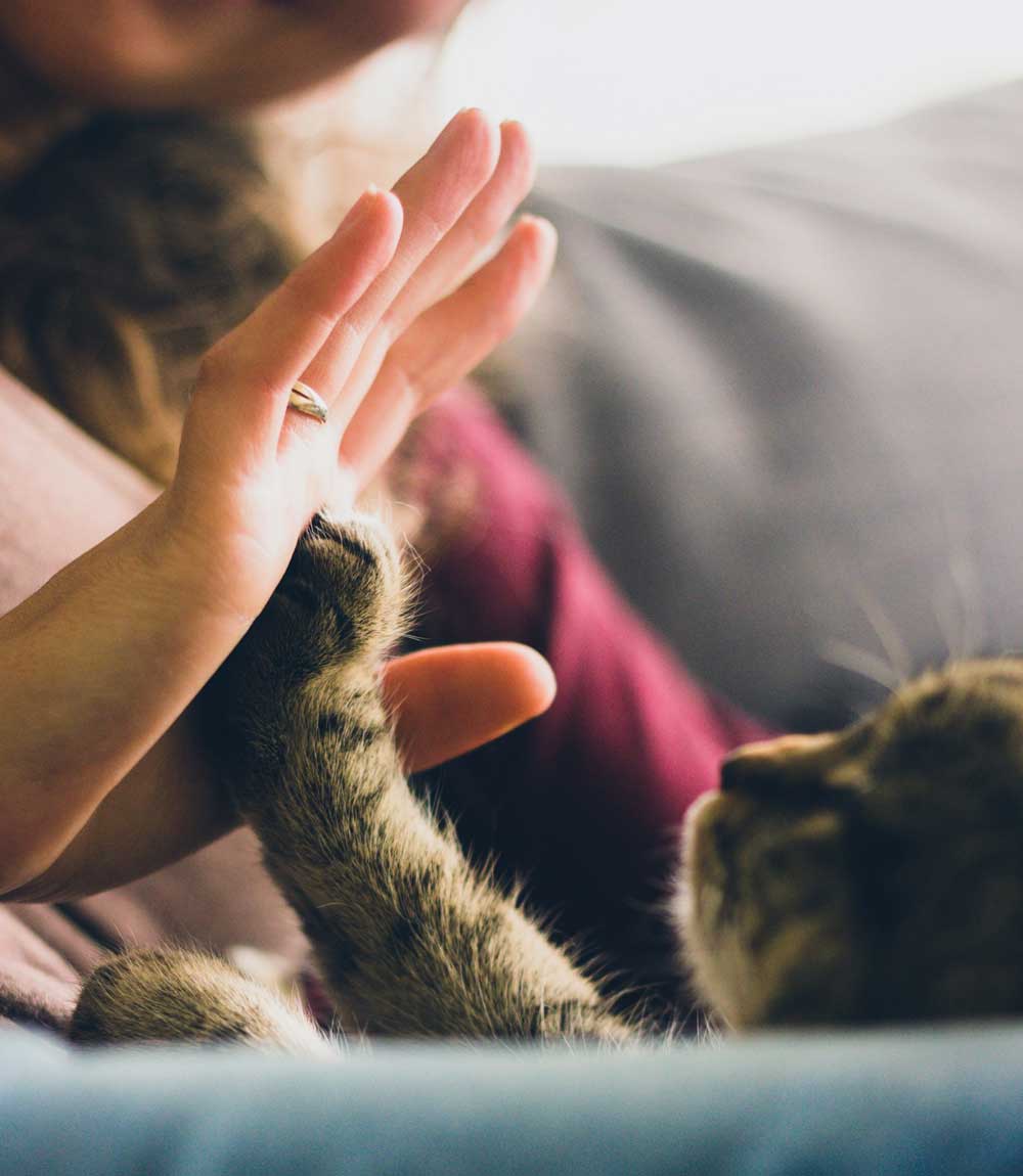 cat high five